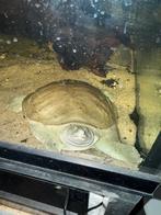 Softshell woeste drieklauw schildpad 20cm, Dieren en Toebehoren, Vis