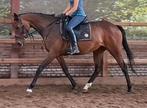 Superbrave 6 jr allrounder 1,63(recreatie-manege-sport), Dieren en Toebehoren, Merrie, B, Gechipt, 3 tot 6 jaar