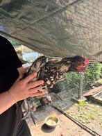 3 jonge hanen, Dieren en Toebehoren, Mannelijk, Kip