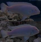 2 x Malawi Mbuna Cichlide, Dieren en Toebehoren, Vissen | Aquariumvissen, Vis