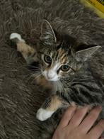 Lieve kittens te koop – 1 meisje & 1 jongen, Dieren en Toebehoren, Meerdere dieren, Kortharig, 0 tot 2 jaar