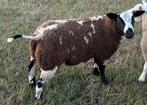 Mooi zuiver bonte ram dunne staart, Dieren en Toebehoren