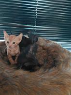 Cornish rex kittens, Dieren en Toebehoren, Katten en Kittens | Overige Katten, Meerdere dieren