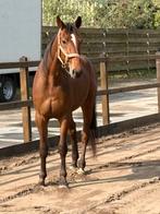 Te koop 170 hoog 3500€, Dieren en Toebehoren, Paarden, Ruin, Recreatiepaard
