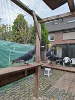 Te koop mooi kopple sierduiven, Meerdere dieren, Overige soorten