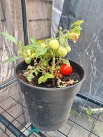 Dwerg tomaten planten. 1 euro per stuk., Ophalen, Minder dan 100 cm, Overige soorten, Zomer