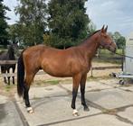 Te koop twee jarige ruin, Dieren en Toebehoren, Springpaard, Gechipt, Ruin, 0 tot 2 jaar