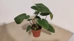 Philodendron nangaritense, Huis en Inrichting, Kamerplanten, Ophalen of Verzenden, Overige soorten, Minder dan 100 cm