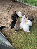 Vlaamse reuzen.   25euro per stuk, Dieren en Toebehoren, Meerdere dieren, Groot, 0 tot 2 jaar