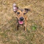 Jack russel dekreu, Dieren en Toebehoren, Reu, 1 tot 2 jaar, Eén hond, Nederland