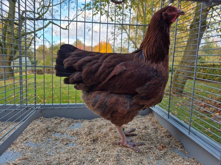 Sussex hoenders, hennen en hanen, Dieren en Toebehoren, Pluimvee, Kip, Meerdere dieren