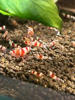 Crystal red caridina garnalen., Kreeft, Krab of Garnaal, Zoetwatervis, Schoolvis