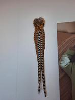 Prachtige koningsfazant staart veren taxidermie fazant, Ophalen of Verzenden, Vogel, Opgezet dier