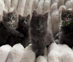 Prachtige volle maine coon kittens, Meerdere dieren, Ingeënt, 0 tot 2 jaar