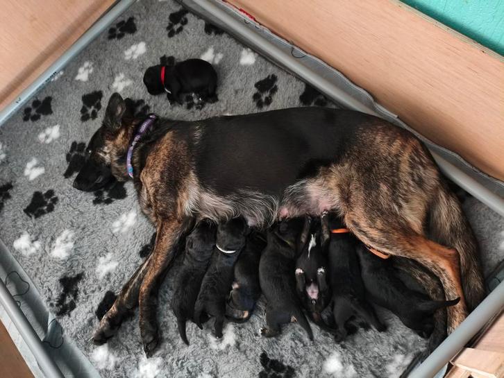 super leuke cavapoo x herder pups, Dieren en Toebehoren, Honden | Niet-rashonden, Middel, Teef, Particulier, Meerdere, Nederland