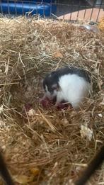 Baby dumbo ratten over 6 weken beschikbaar, Dieren en Toebehoren, Rat, Maart, Meerdere dieren, Tam