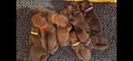 Rhodesian ridgeback pups, Parvo, Overige rassen, 8 tot 15 weken, Meerdere