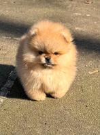 Pomeriaan pup reutje Orange Sable Bear type – te reserveren, Keeshond, Reu, 8 tot 15 weken, Buitenland