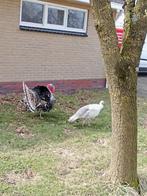 Koppel kalkoenen, Meerdere dieren, Kalkoen