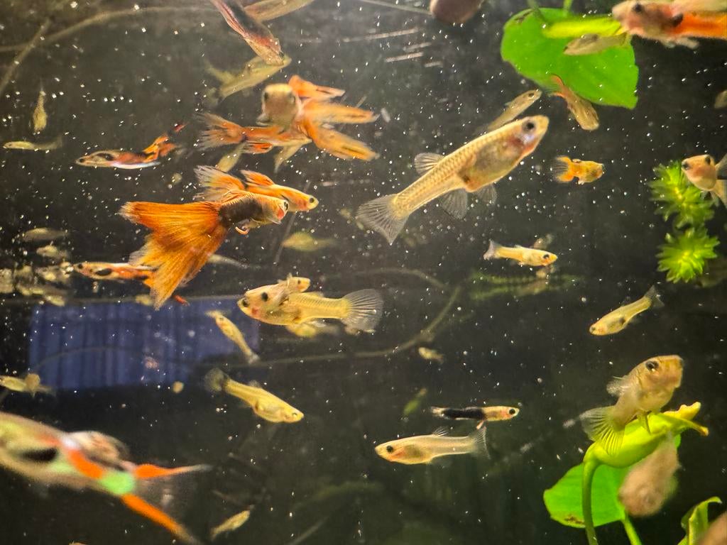 Vissen te koop 0,75€ per st, Dieren en Toebehoren, Vissen | Aquariumvissen, Vis