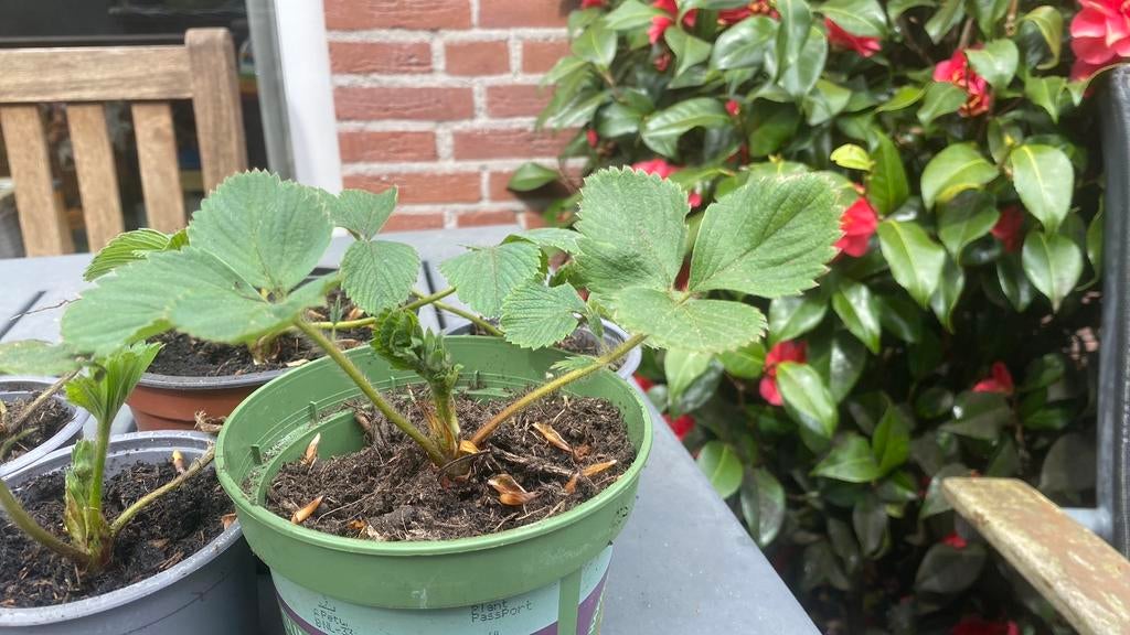 Aardbeien plant biologisch, Ophalen, Volle zon