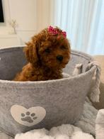 Toy poodle / toy poedel, Particulier, Overige rassen, 8 tot 15 weken, Buitenland