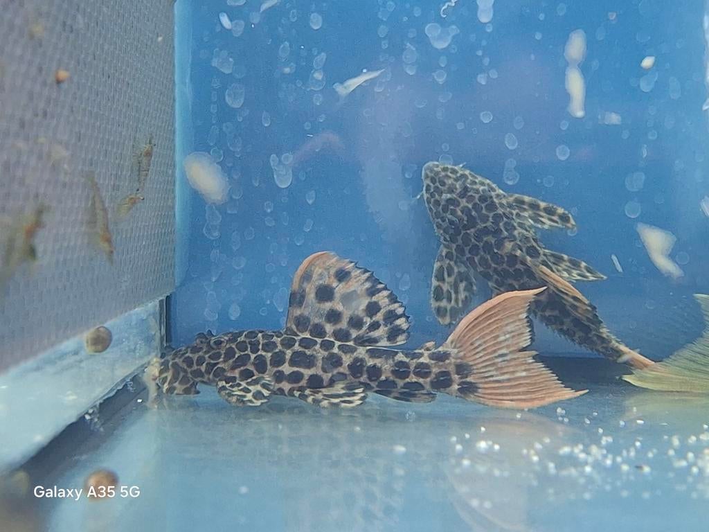 L114, Dieren en Toebehoren, Vissen | Aquariumvissen, Vis