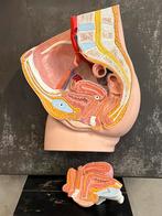 Anatomisch model doorsnede bekken vrouw, Antiek en Kunst, Ophalen