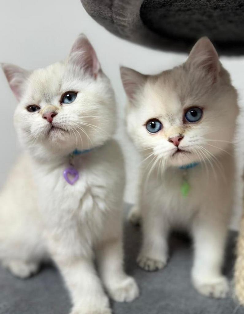 Britse kittens, Dieren en Toebehoren, Katten en Kittens | Overige Katten, Meerdere dieren