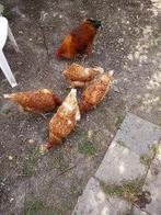 Legkippen, Meerdere dieren, Kip