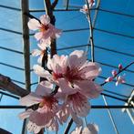 Prunus Autumnalis & Serrulata - Japanse Sierkers, Ophalen, Volle zon, Overige soorten