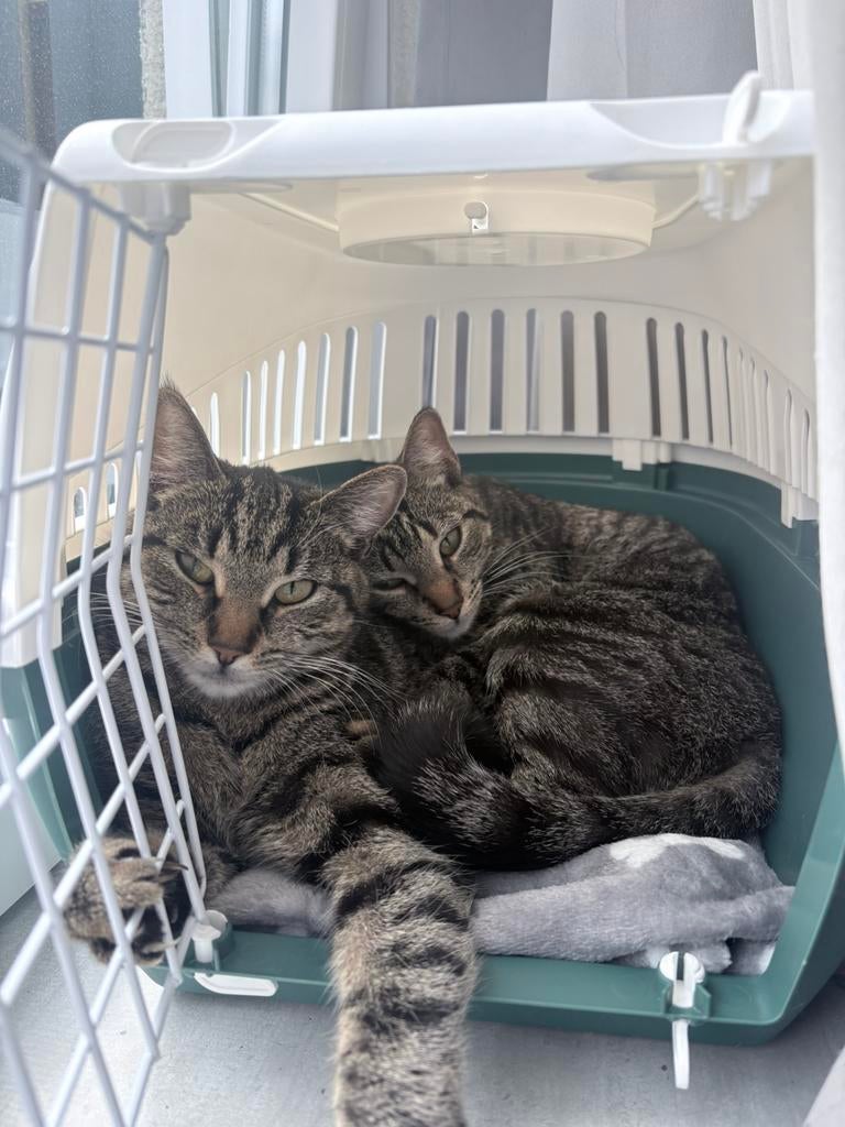 Jonge zusjes, Dieren en Toebehoren, Katten en Kittens | Overige Katten, Kortharig, Poes, 0 tot 2 jaar