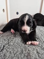Boulab pups puppy, Dieren en Toebehoren, Honden | Niet-rashonden, 8 tot 15 weken, Groot, Meerdere, Meerdere dieren
