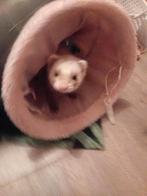 Fret moertje, Fret, Vrouwelijk, Mei, Tam