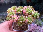 Aeonium x loartei Tavormin variegata/pot 5cm/vetplant, Ophalen of Verzenden, Halfschaduw, Minder dan 100 cm