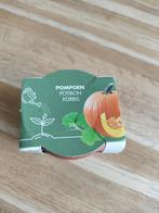 Pompoenzaadjes, Tuin en Terras, Bloembollen en Zaden, Ophalen, Volle zon