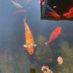 Koi karpers Oranje / zwart / wit / goud, Karper of Koi