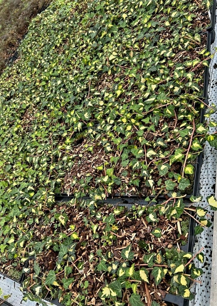 Hedera helix 'Goldheart'  🍀, Ophalen, Overige soorten, Minder dan 100 cm