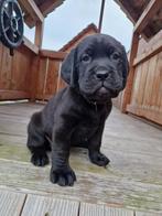 Nestje pups Bordeaux dog / Cane corso x Red fox labrador, Parvo, 8 tot 15 weken, Groot, Meerdere