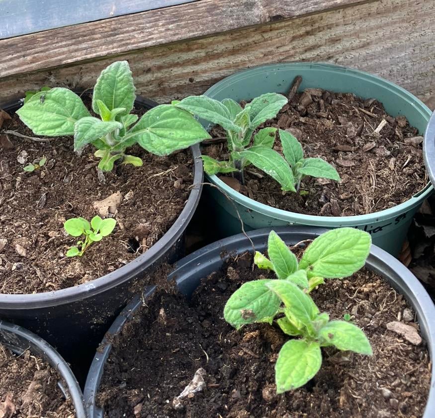 Yacon of appelwortel BIOLOGISCH, Ophalen, Eenjarig, Groenteplanten, Volle zon