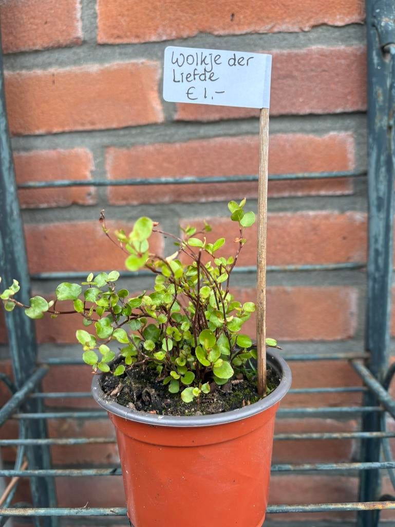 Wolkje der liefde, Ophalen, Halfschaduw