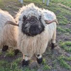 Mooie Walliser schwarznase ram, Mannelijk, Schaap