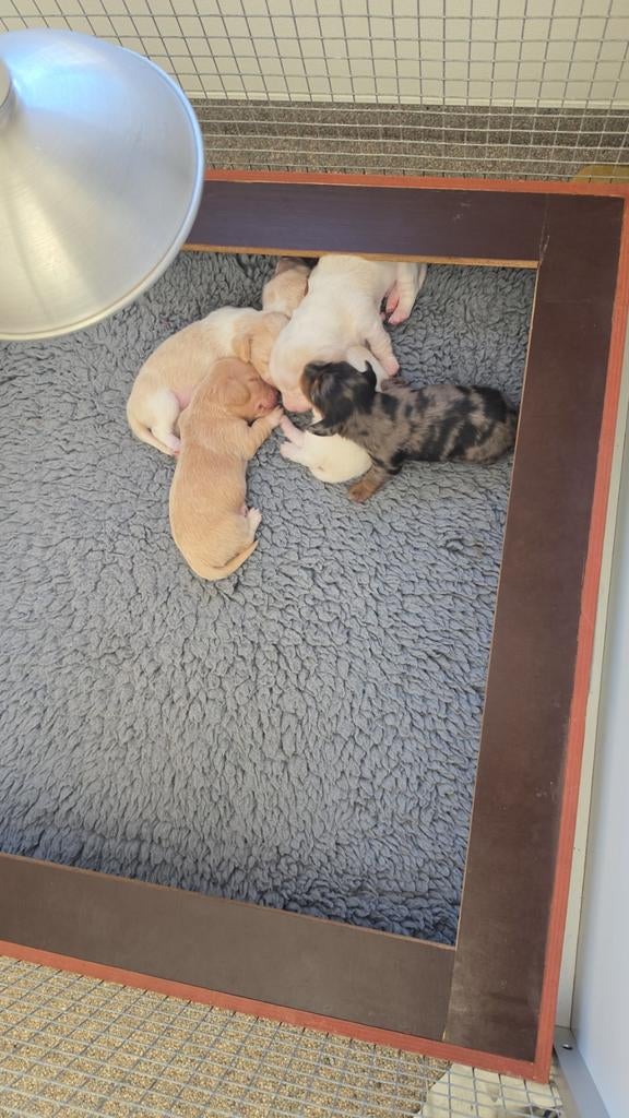 Prachtige langharige dwergteckels cream, Dieren en Toebehoren, Honden | Teckels en Dashonden, Parvo, 8 tot 15 weken, Dwerg, Langhaar