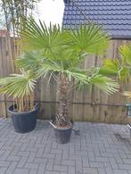 Winterharde Trachycarpus Fortunei Palmboom, Tuin en Terras, Planten | Tuinplanten, Volle zon, Vaste plant, Zomer, Ophalen