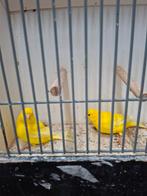 Diverse mooie kanaries koppels, Dieren en Toebehoren, Vogels | Kanaries, Meerdere dieren, Kleurkanarie
