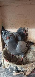 Postduiven jonge duiven, Meerdere dieren, Postduif