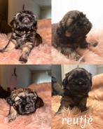 Shih-tzu pups, Overige rassen, 8 tot 15 weken, Meerdere, Meerdere dieren