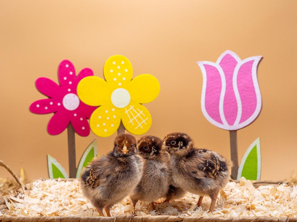 Jonge Barnevelder kuikens bruin gezoomd gesekst & ingeënt, Vrouwelijk, Kip