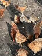 Broedeieren  araucana, Dieren en Toebehoren, Geslacht onbekend, Kip