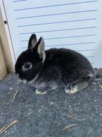 Mooie jonge handtamme dwergkonijnen, Mannelijk, Groot